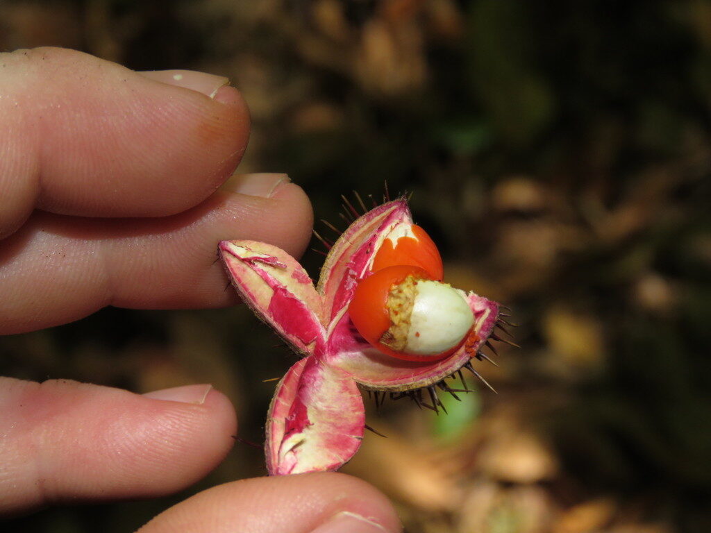 Opened spiny capsule of Sloanea picapica showing the bright orange aril and white seed