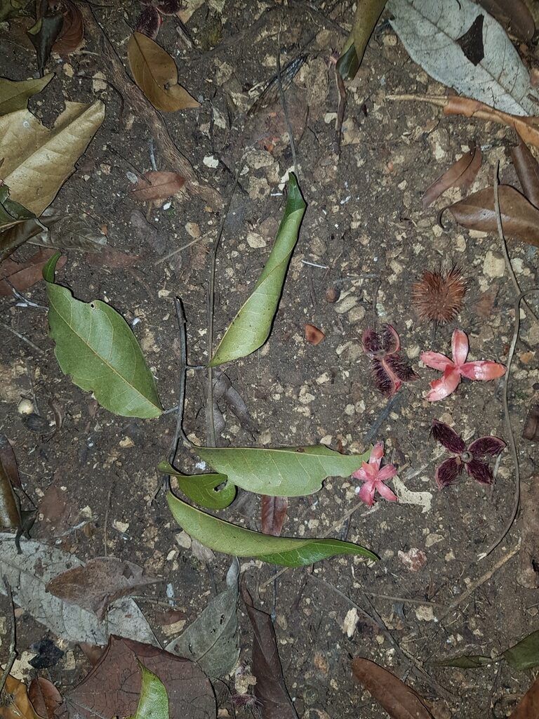 Fallen leaves and spiny capsules of Sloanea picapica on the rainforest floor