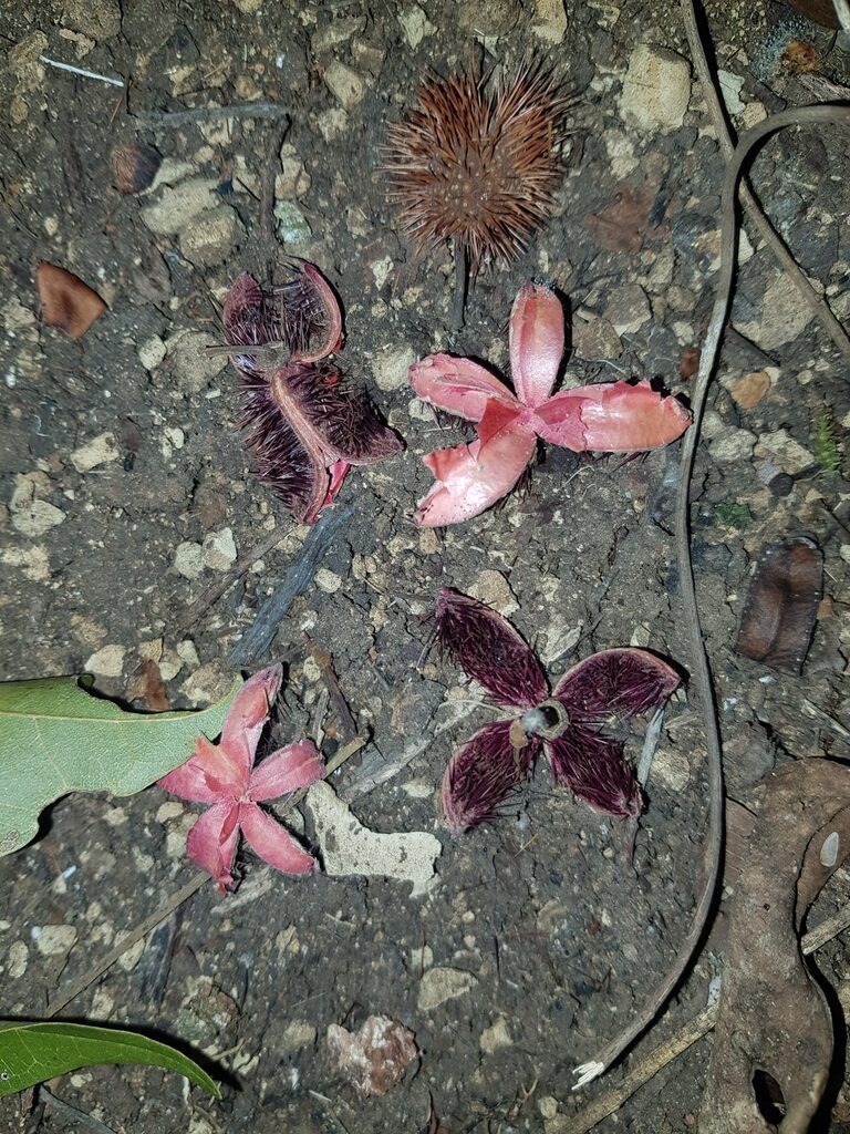Several rose-colored capsule valves and an intact spiny capsule of Sloanea picapica on the ground