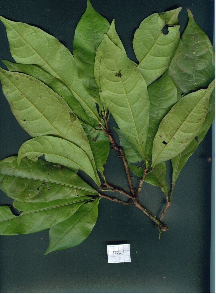 Leafy branch of Sloanea picapica showing alternate elliptic leaves and venation