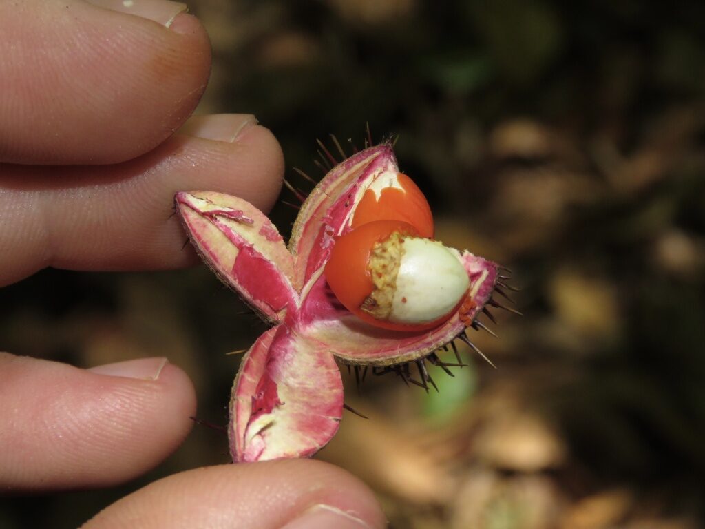 Exterior of a Sloanea picapica capsule covered in dark needle-like spines