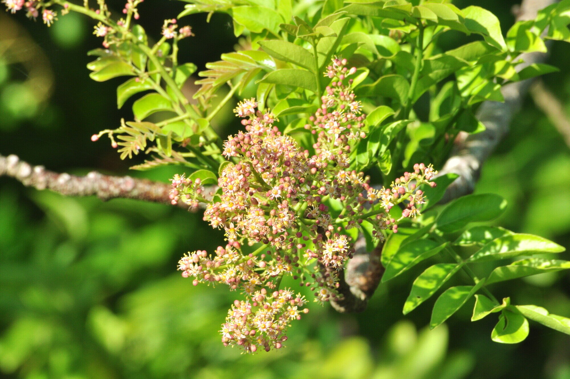 Spondias purpurea flowers on bare branch