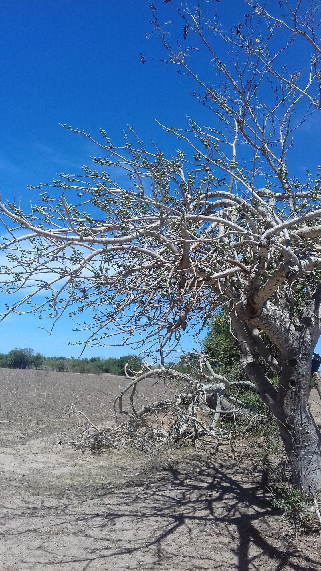 Spondias purpurea deciduous tree showing spreading crown