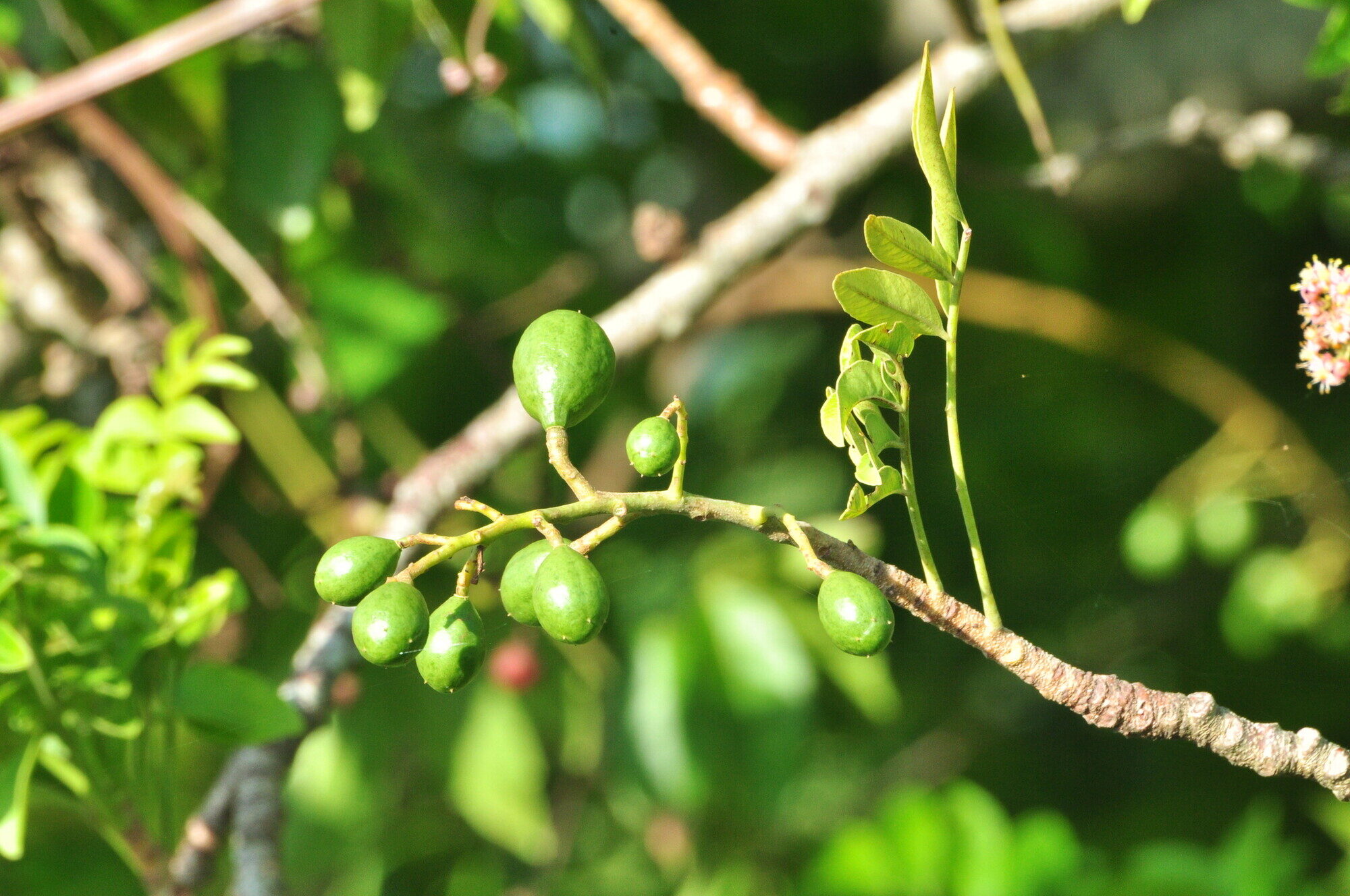 Spondias purpurea fruits on tree