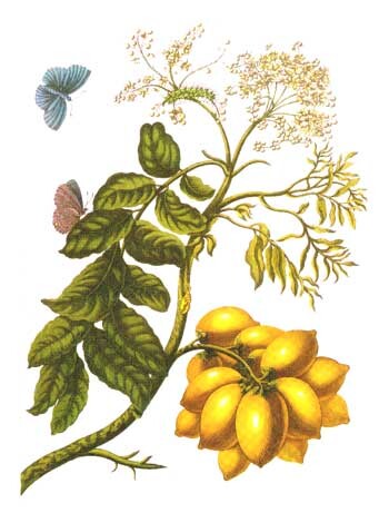 Historical illustration of Spondias purpurea by Maria Sibylla Merian