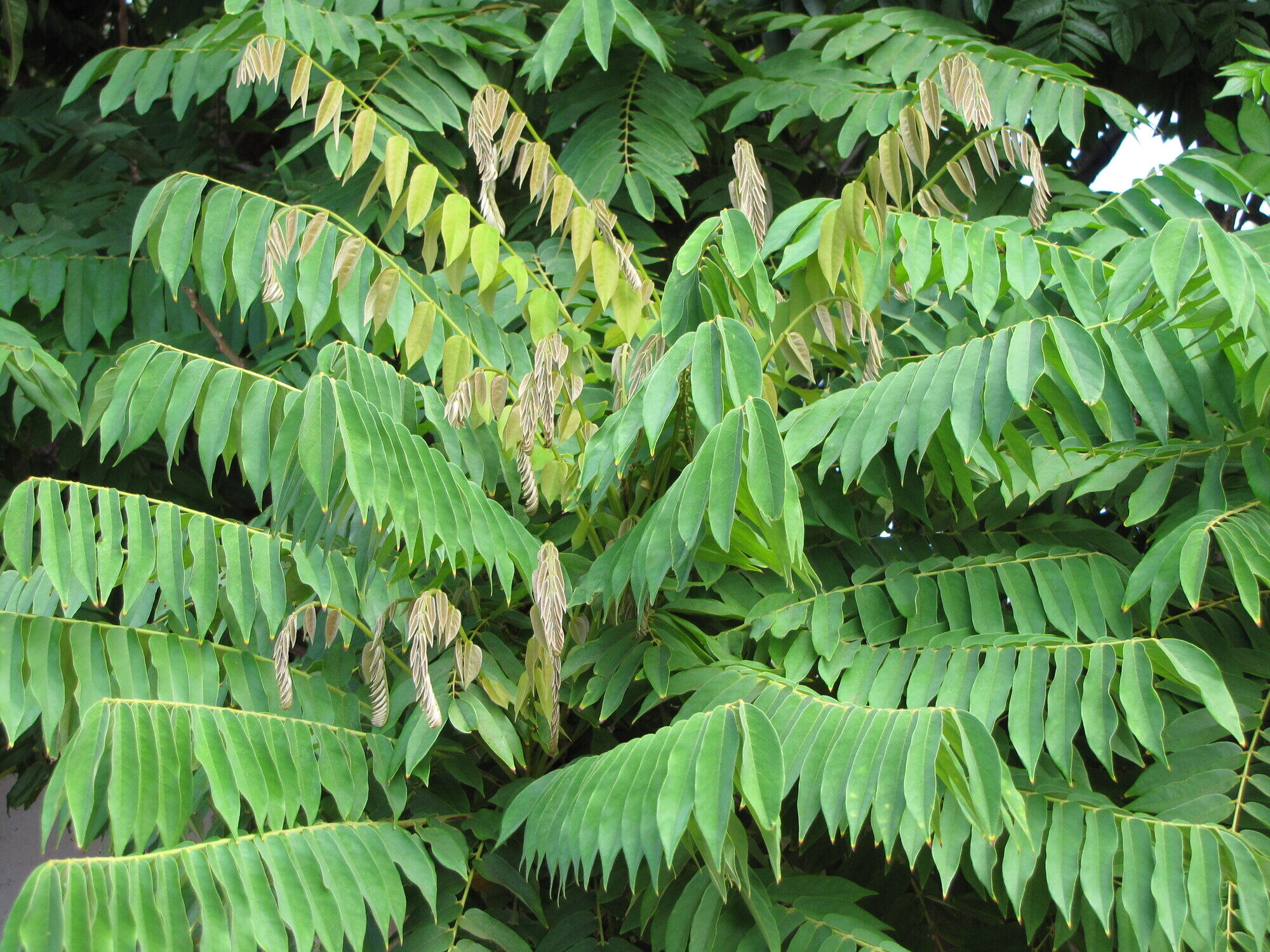Spondias purpurea compound leaves