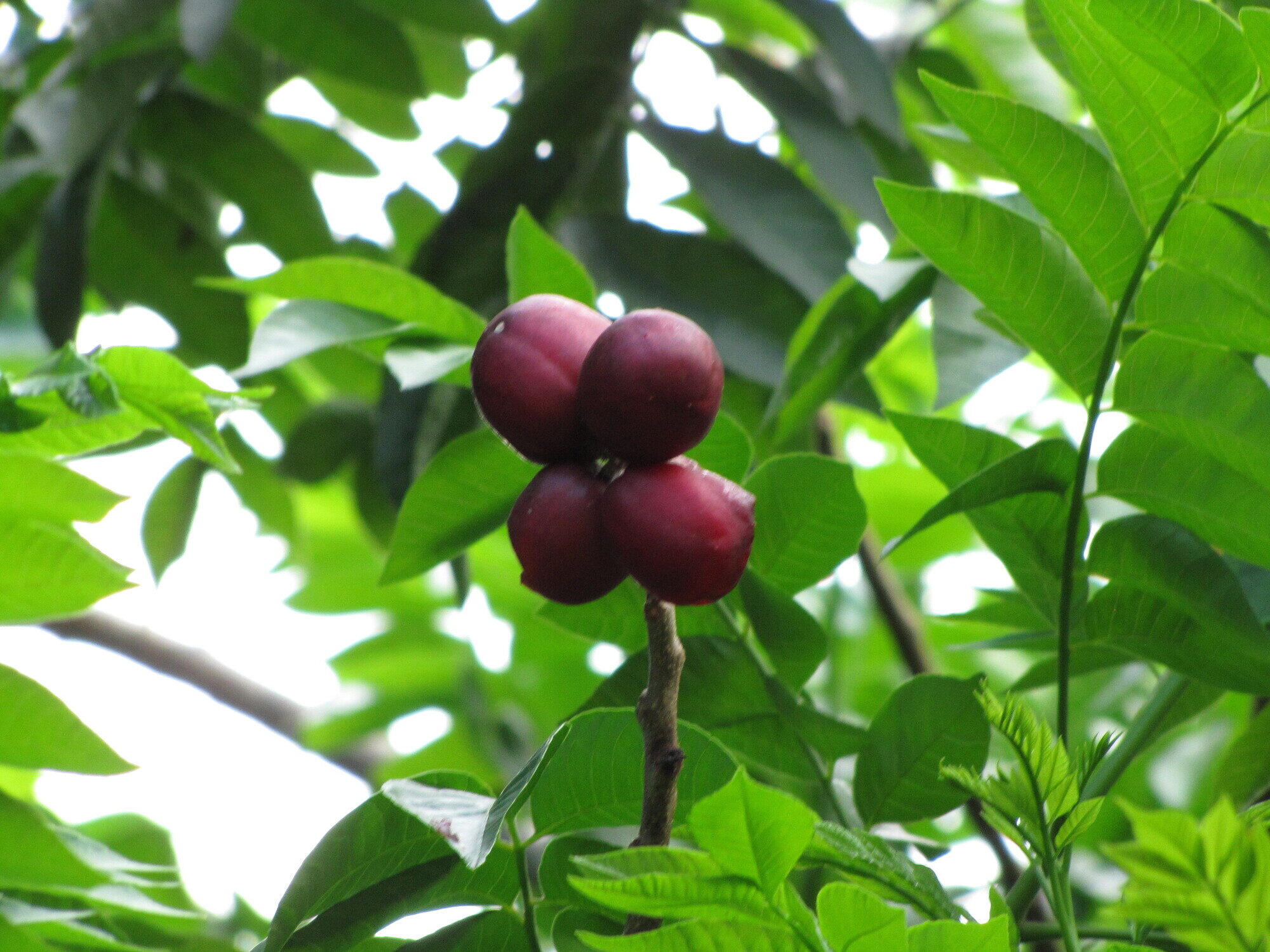 Spondias purpurea purple ripe fruits