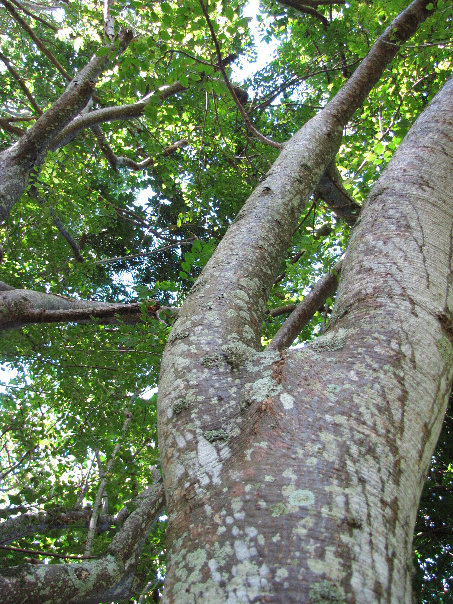 Spondias purpurea trunk showing rough gray bark