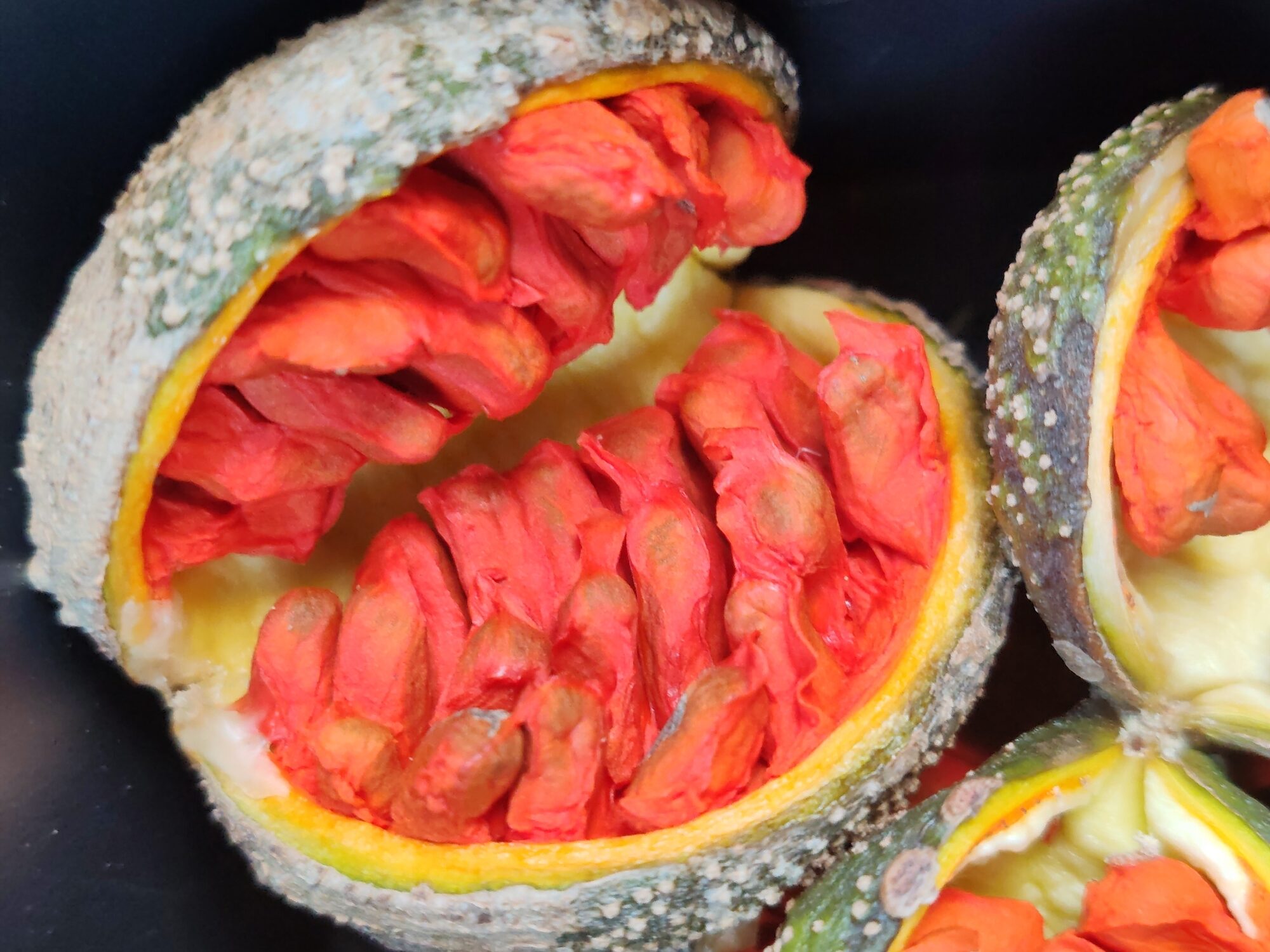 Open fruit showing scarlet arils