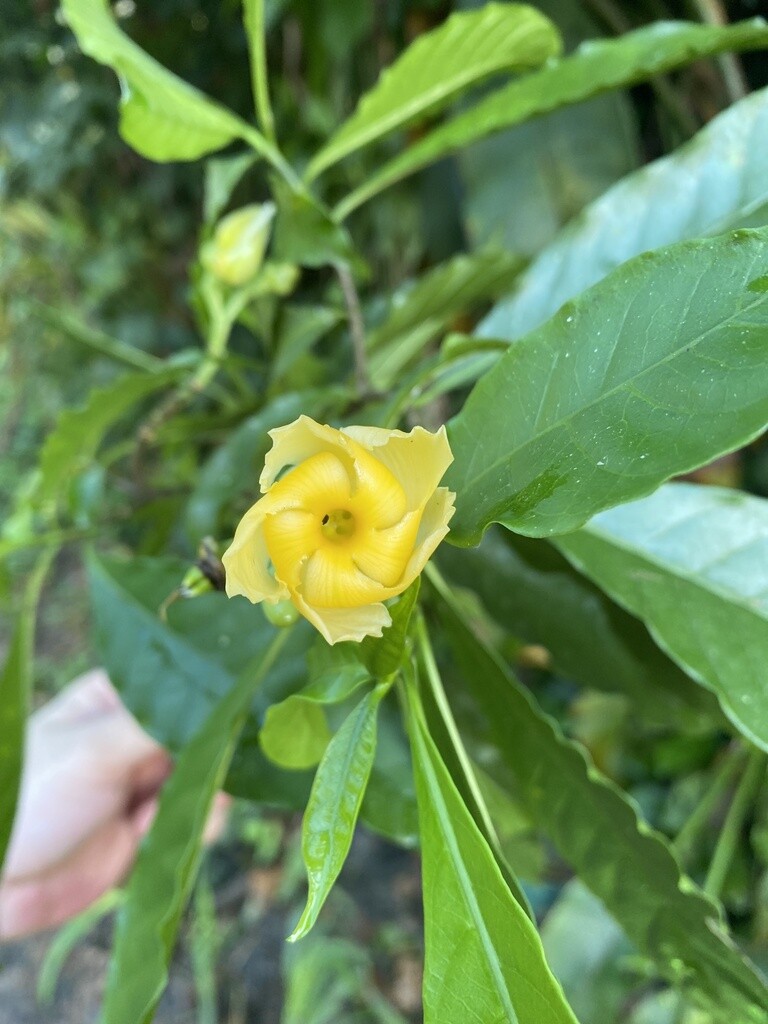 Stemmadenia donnell-smithii flower