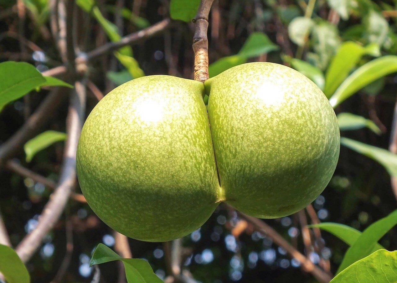 Paired fruits of Stemmadenia donnell-smithii