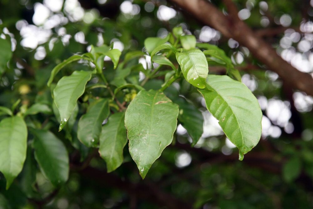 Stemmadenia donnell-smithii leaves