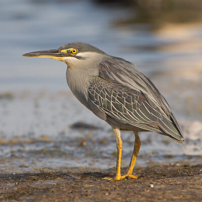 Striated heron in mangrove habitat