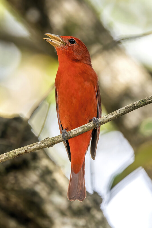 Summer tanager