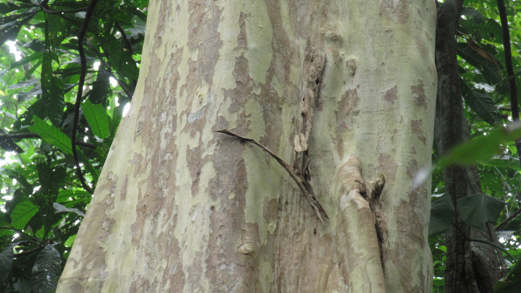 Smooth pale bark of Terminalia oblonga showing characteristic peeling texture