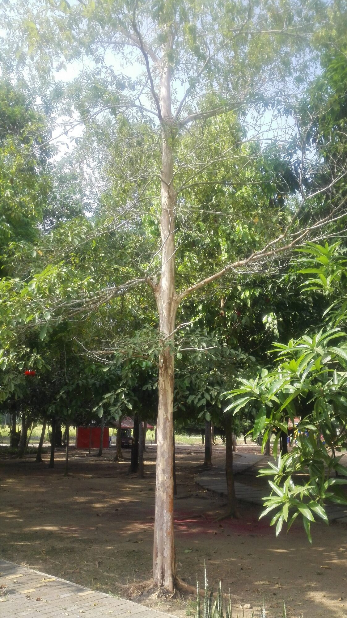 Full Terminalia oblonga tree showing characteristic form with straight trunk and pale bark