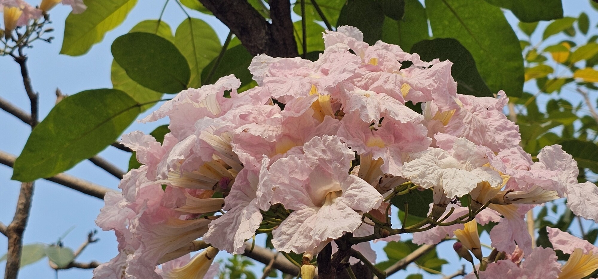Mass flowering of maquilishuat in El Salvador