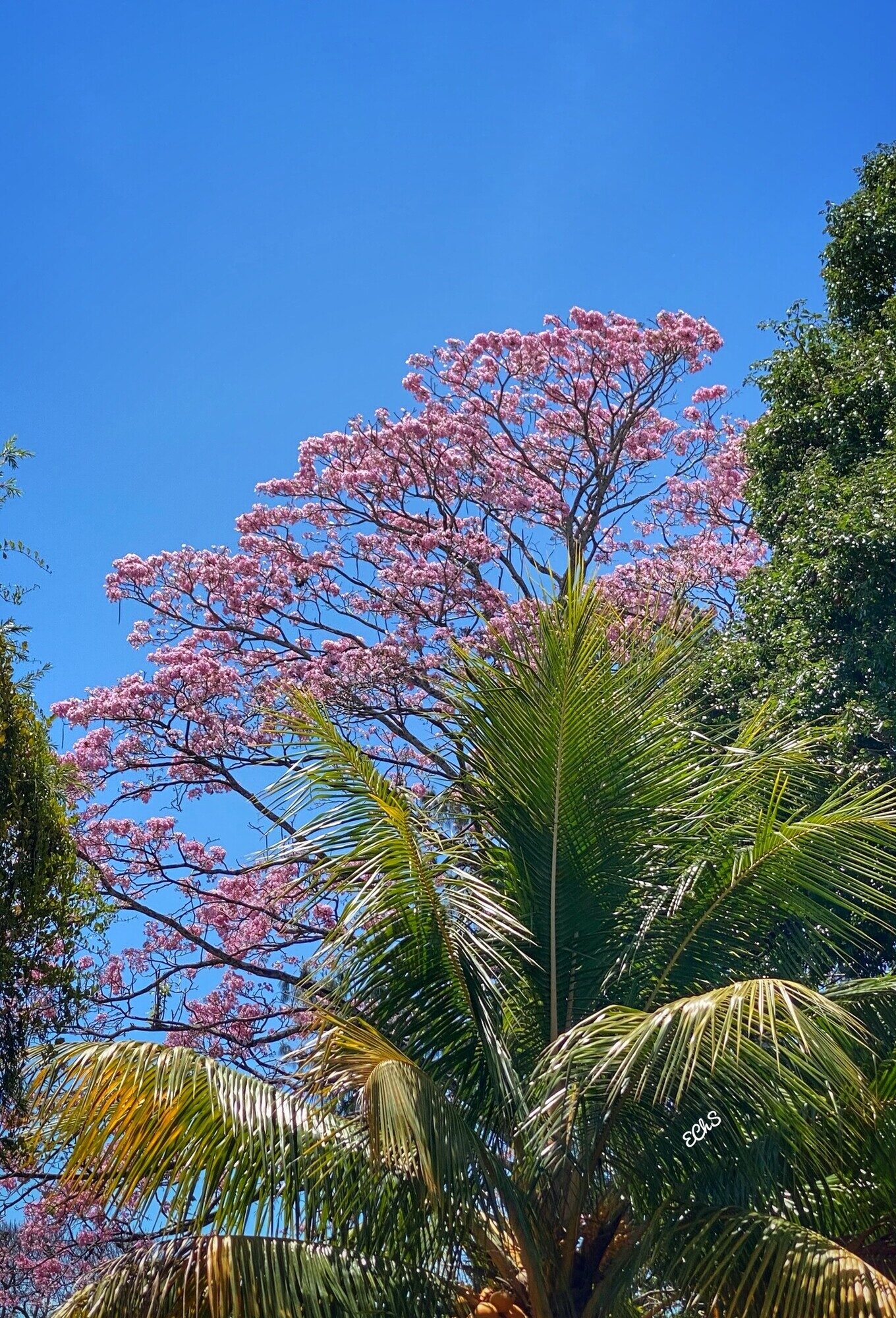 Pink trumpet tree in full bloom against a blue sky