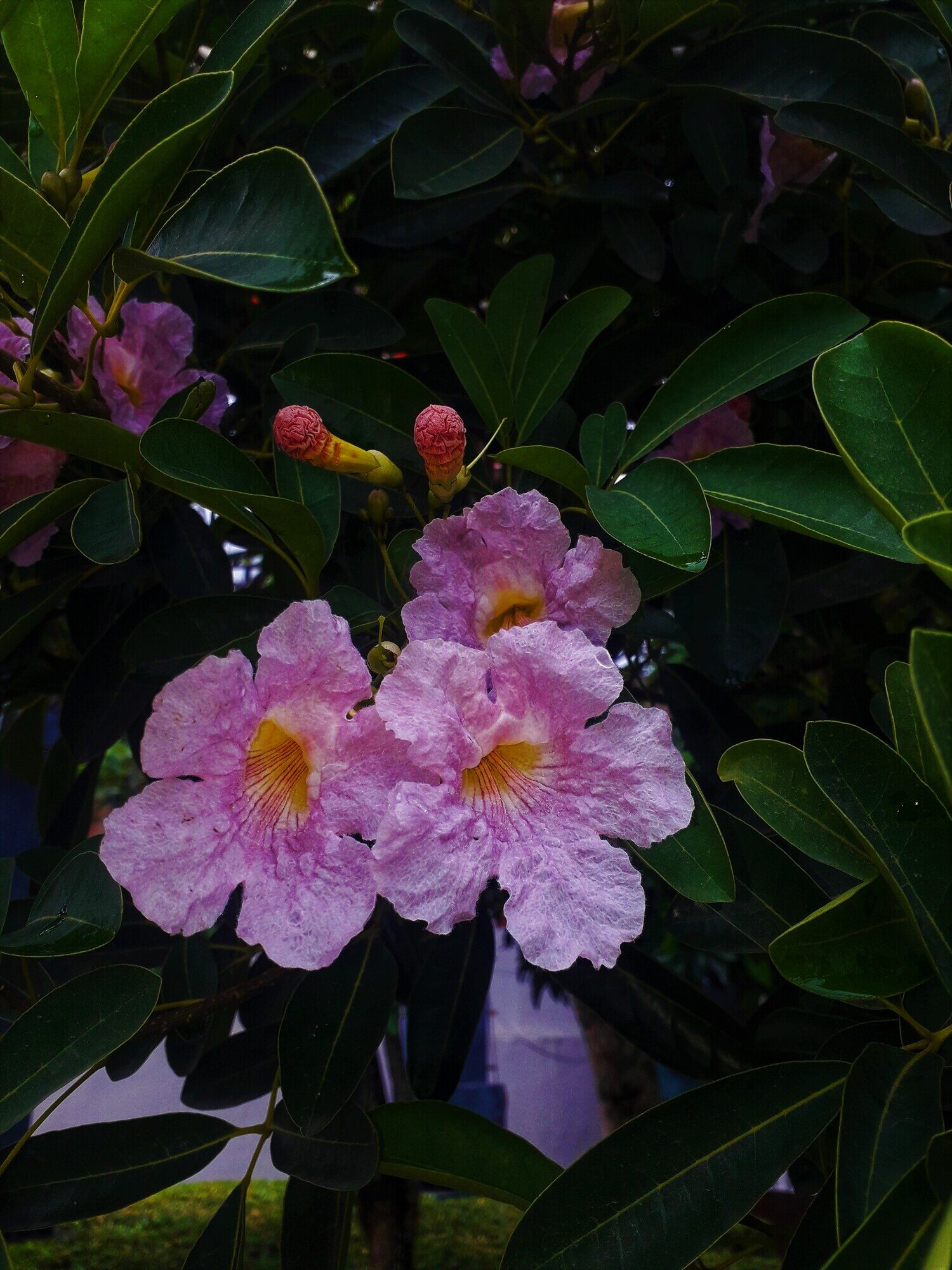 Close-up of pink trumpet flower showing yellow throat