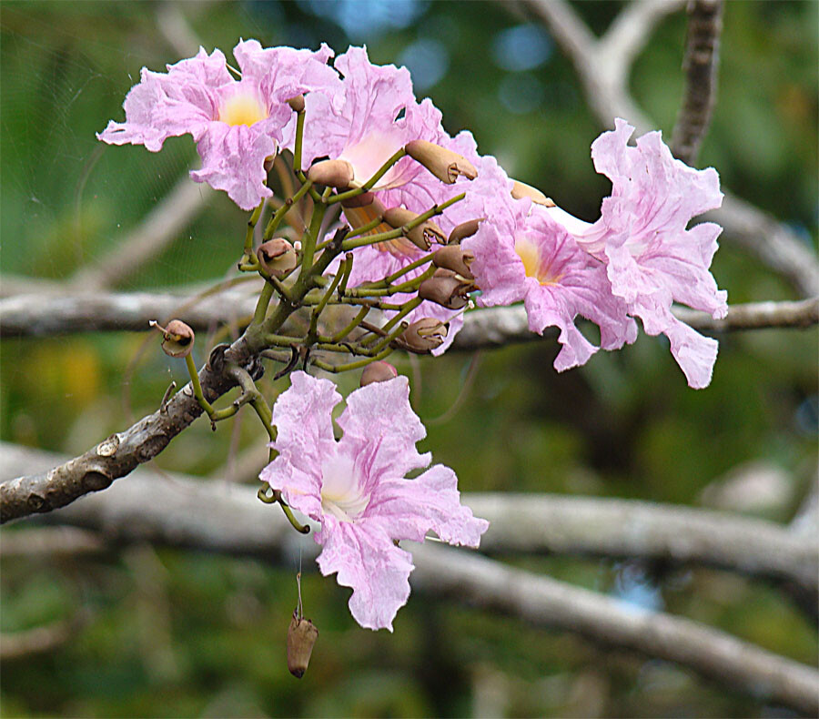 Pink trumpet flowers on leafless branch