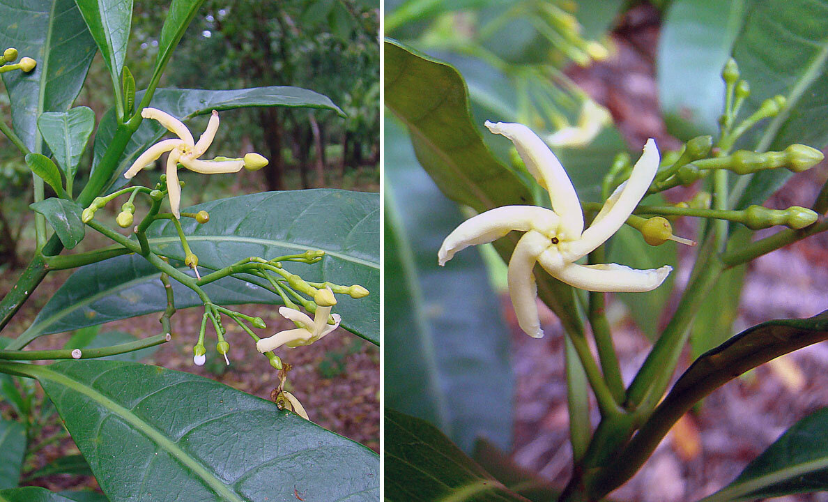 White pinwheel flowers of Tabernaemontana alba