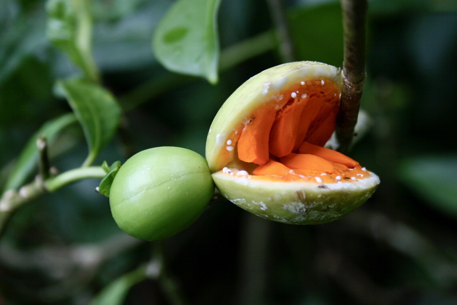 Dehiscent follicle of Tabernaemontana alba with orange arils and white latex