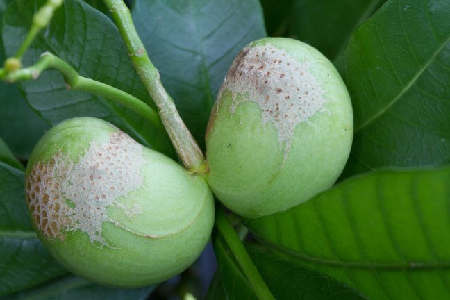 Herbarium specimen of Tabernaemontana alba