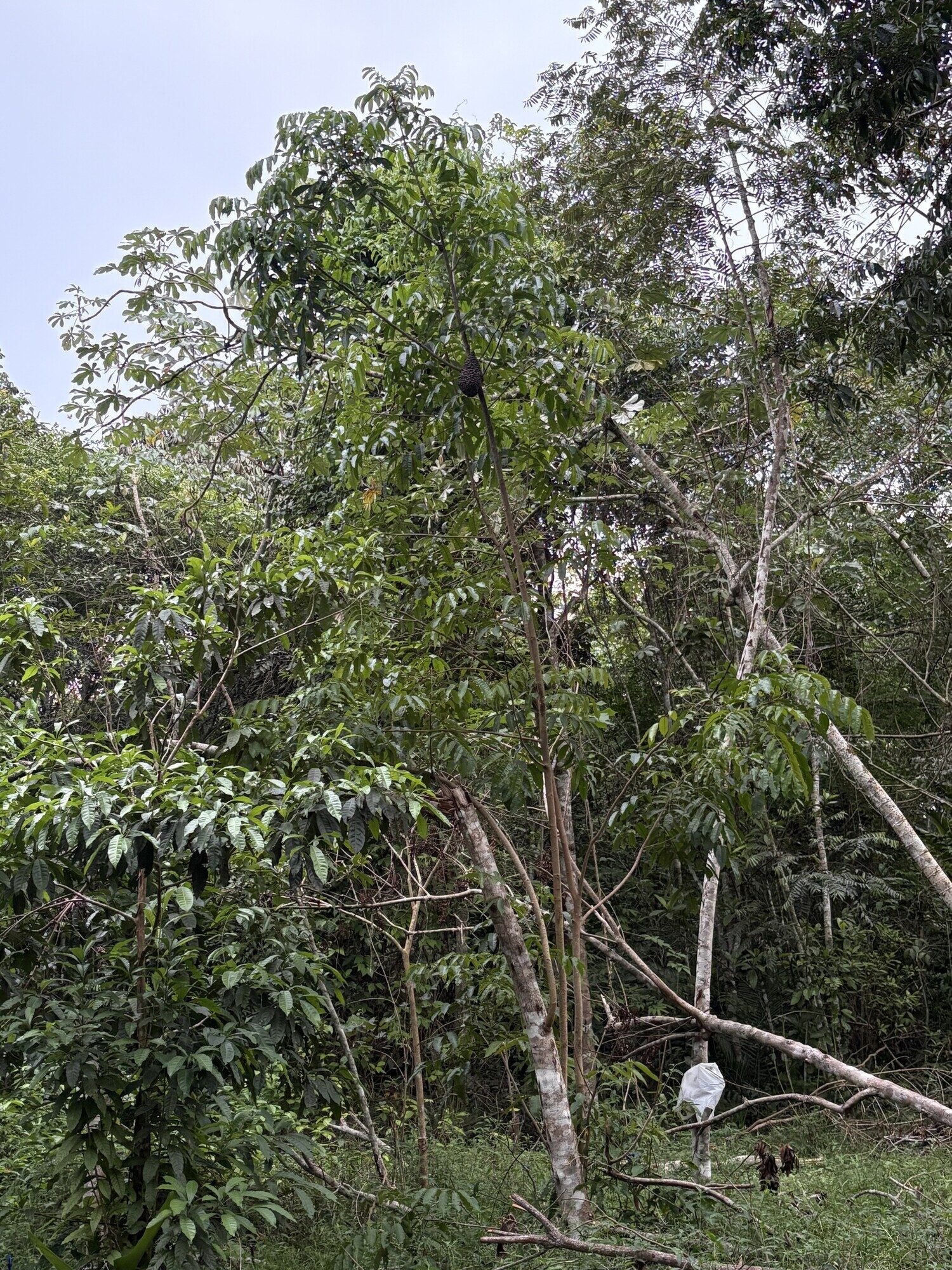 Young Tapirira guianensis growing in a forest clearing near Manaus, Brazil