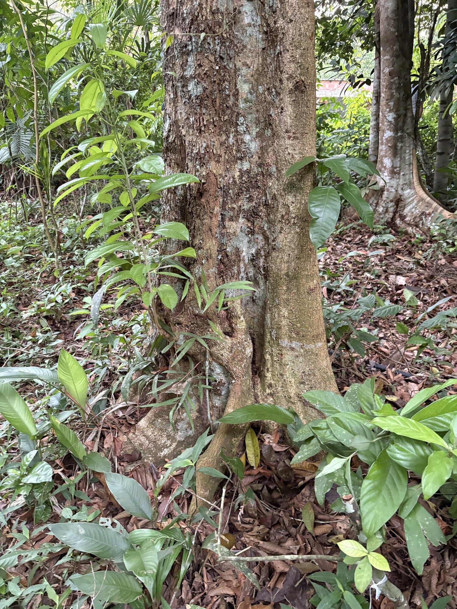 Trunk base of Tapirira guianensis showing small buttresses and rough bark