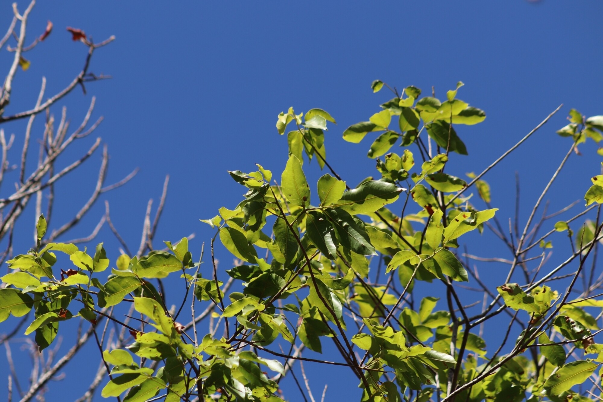 Compound pinnate leaves of Tapirira guianensis showing glossy green leaflets