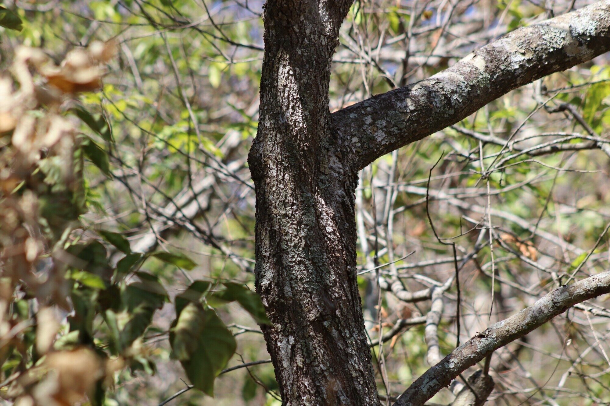 Close-up of Tapirira guianensis bark showing rough, fissured texture with gray and brown tones