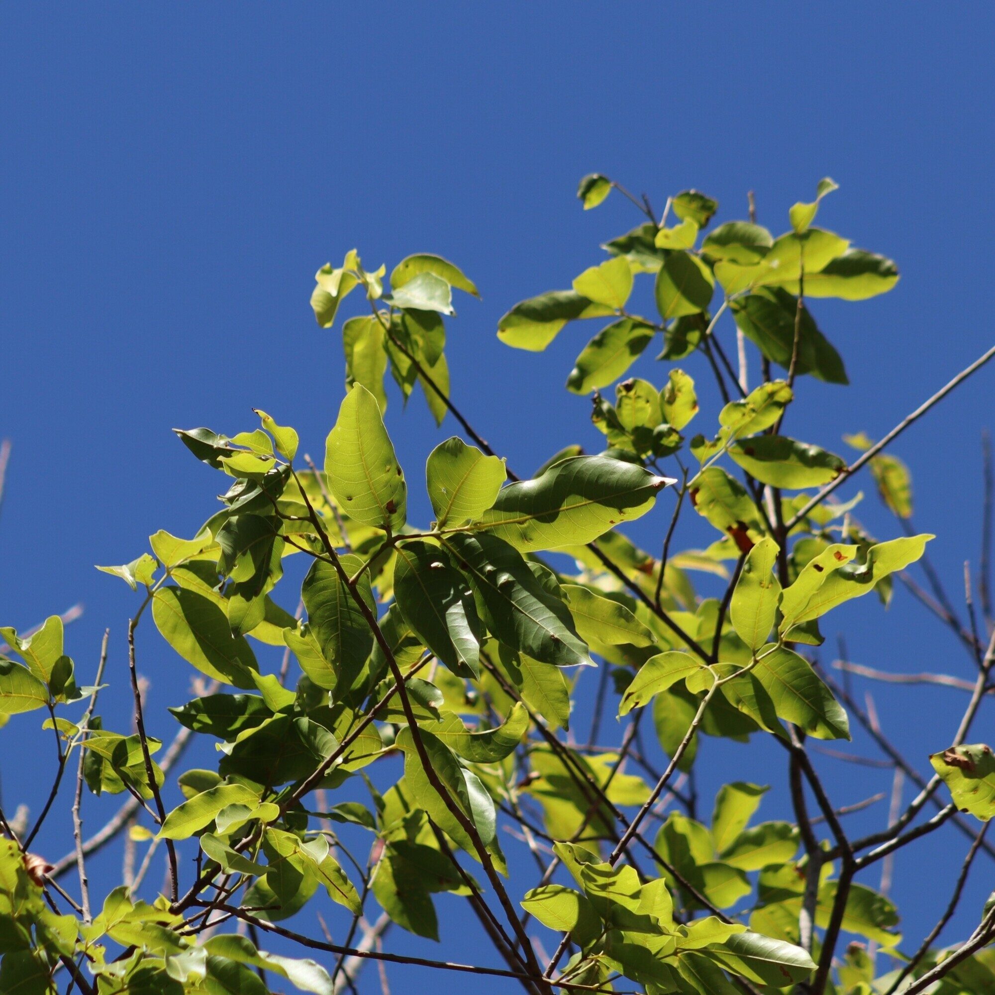 Crown of Tapirira guianensis showing compound pinnate leaves against a blue sky in the Brazilian cerrado