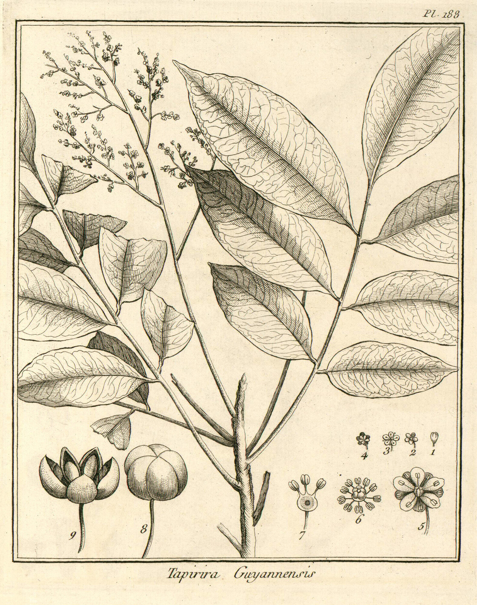 Aublet's 1775 plate 188 of Tapirira guianensis showing the inflorescence and dissected flower and fruit details