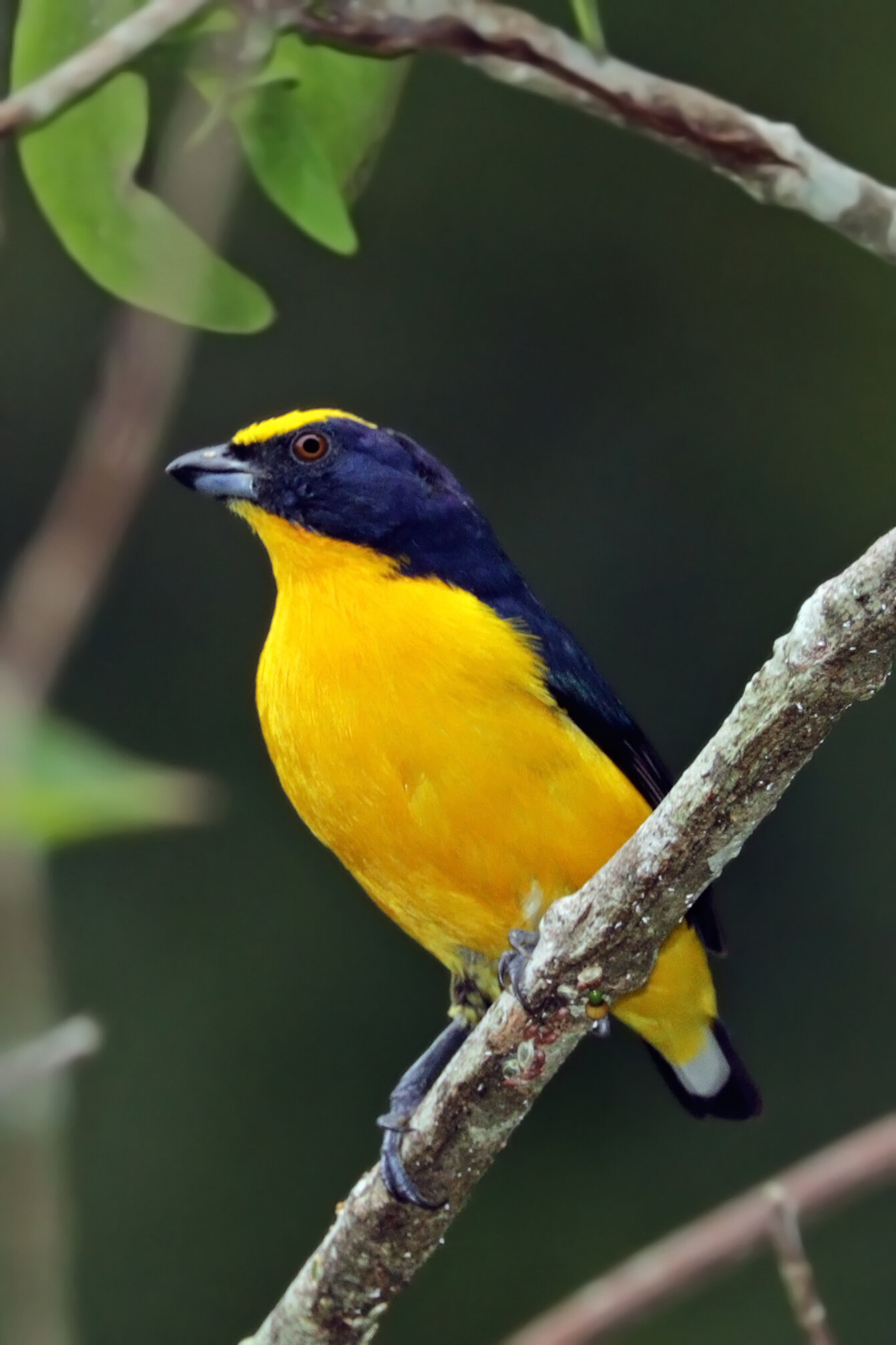 Thick-billed euphonia (Euphonia laniirostris)