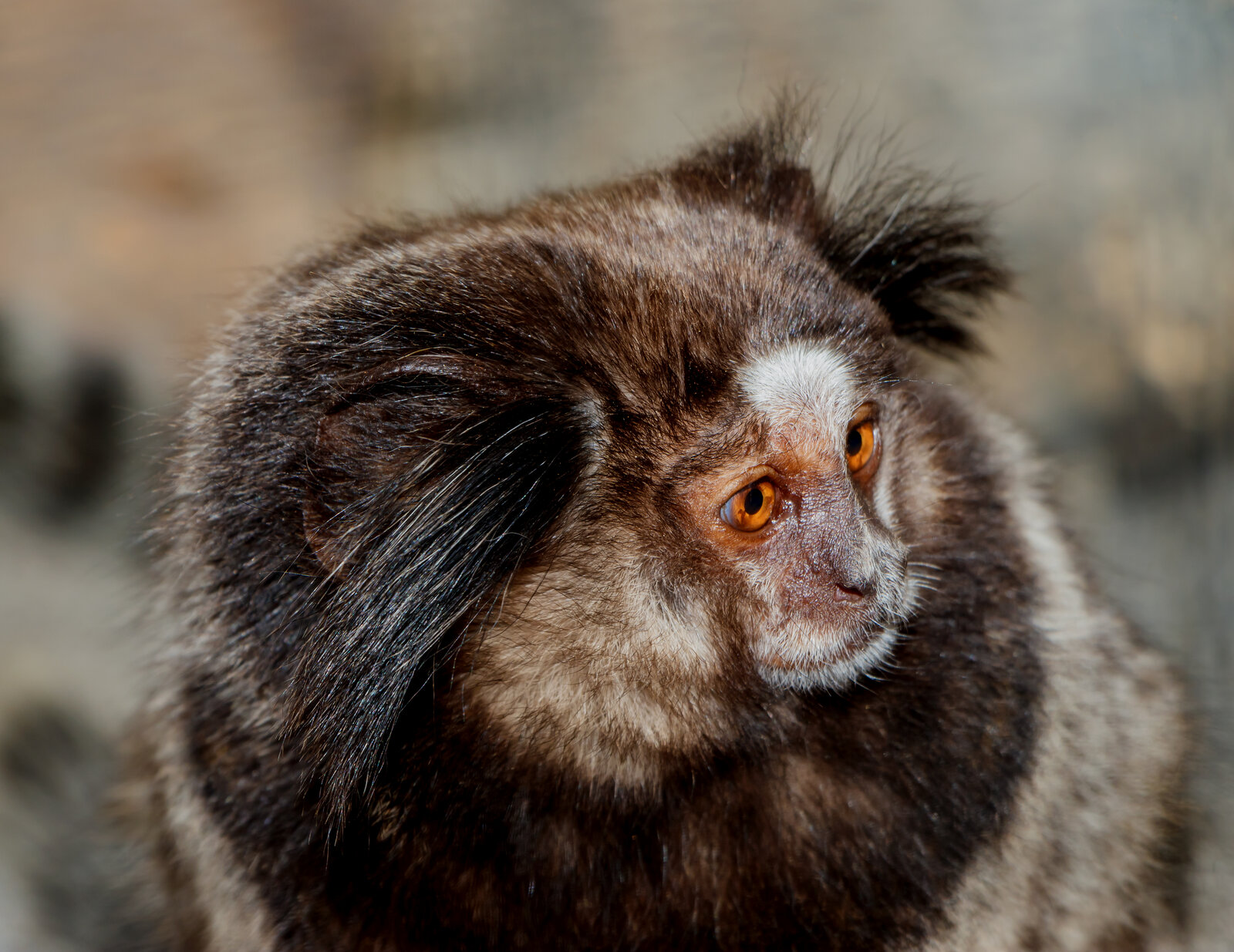 Black-tufted-ear marmoset (Callithrix penicillata)