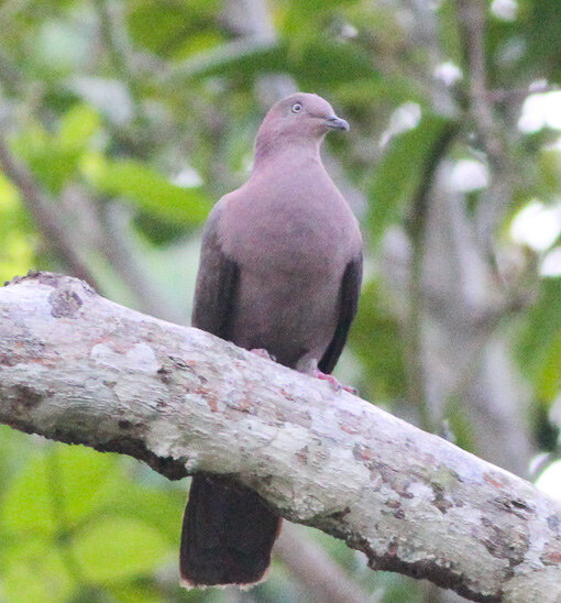 Plumbeous pigeon (Patagioenas plumbea)