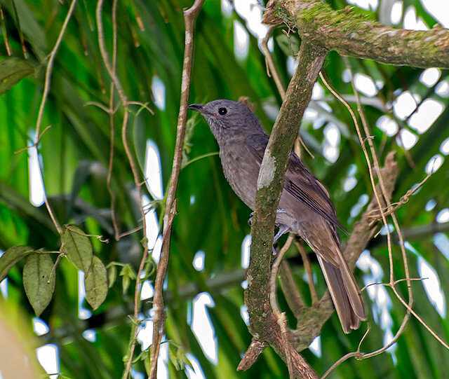 Cinnamon-vented piha (Lipaugus lanioides)