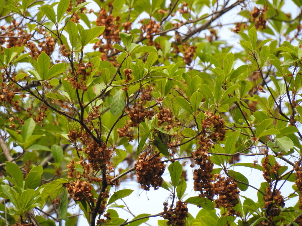 Terminalia amazonia winged fruits (samaras) hanging in clusters