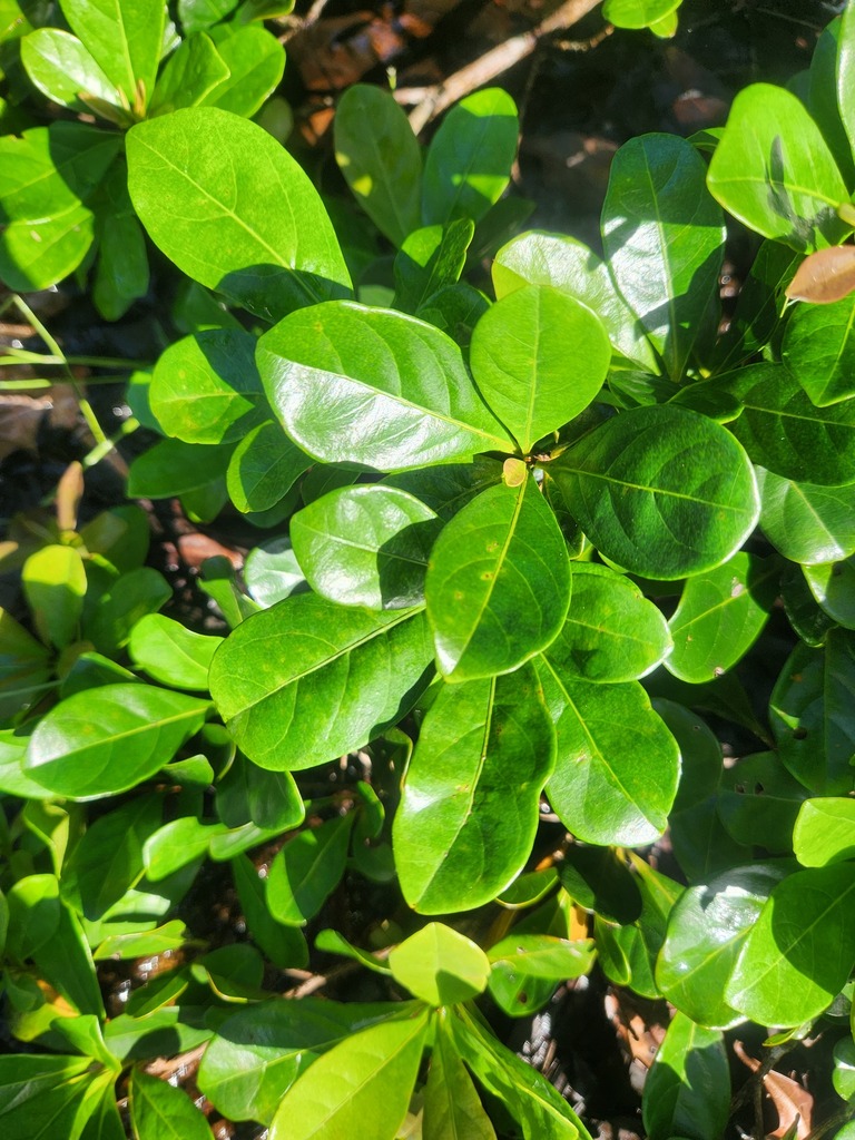 Terminalia amazonia leaves showing the obovate shape and clustered arrangement at branch tips