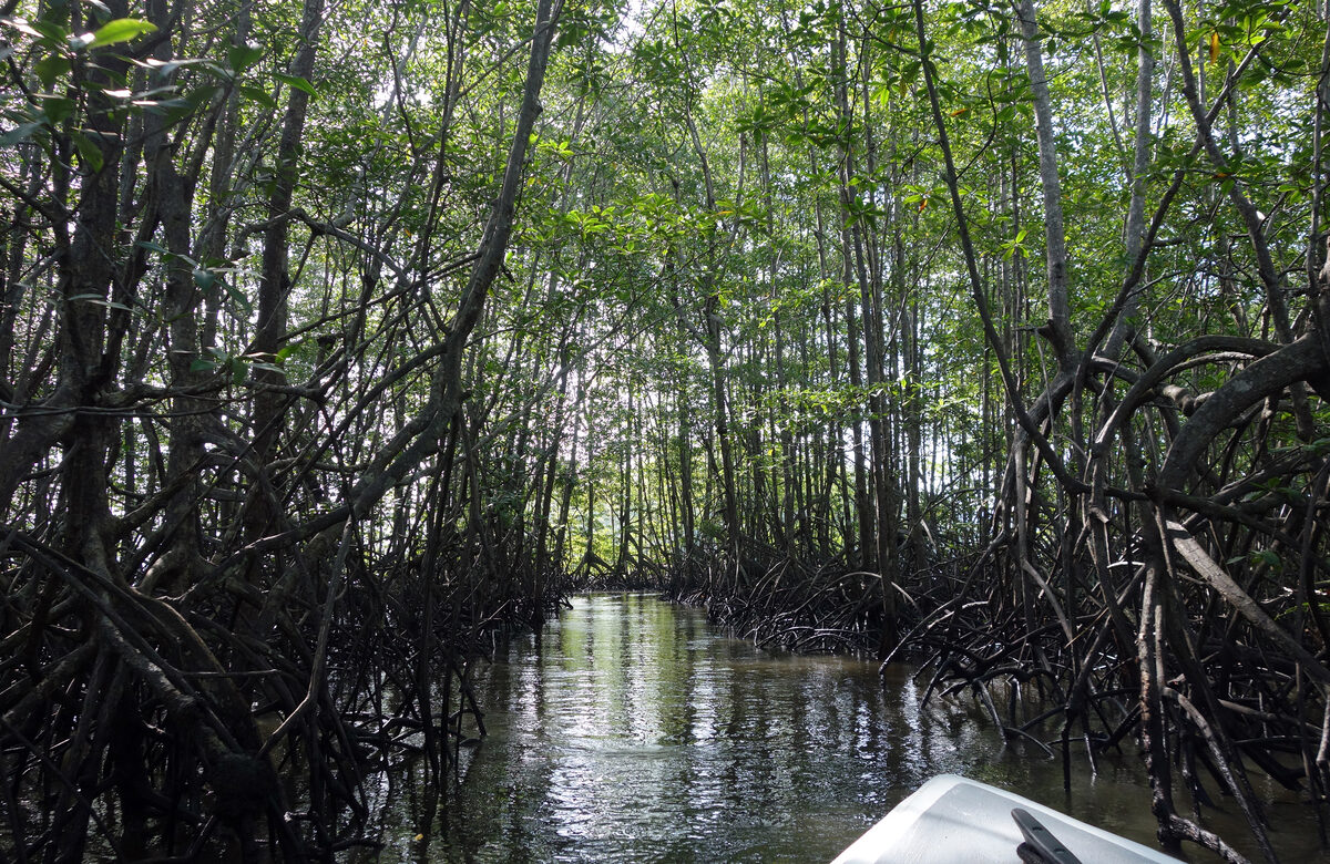 Aerial view of Térraba-Sierpe mangrove wetland