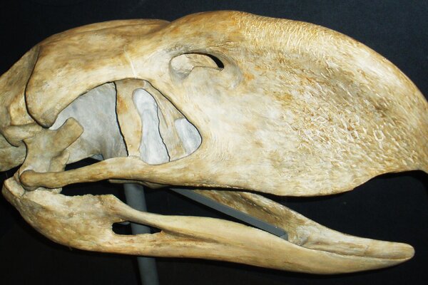 Skull of Phorusrhacos, a terror bird
