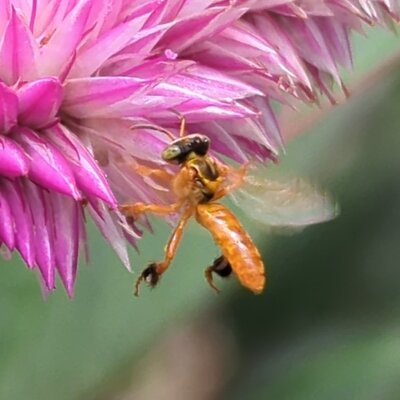 Tetragona ziegleri stingless bee
