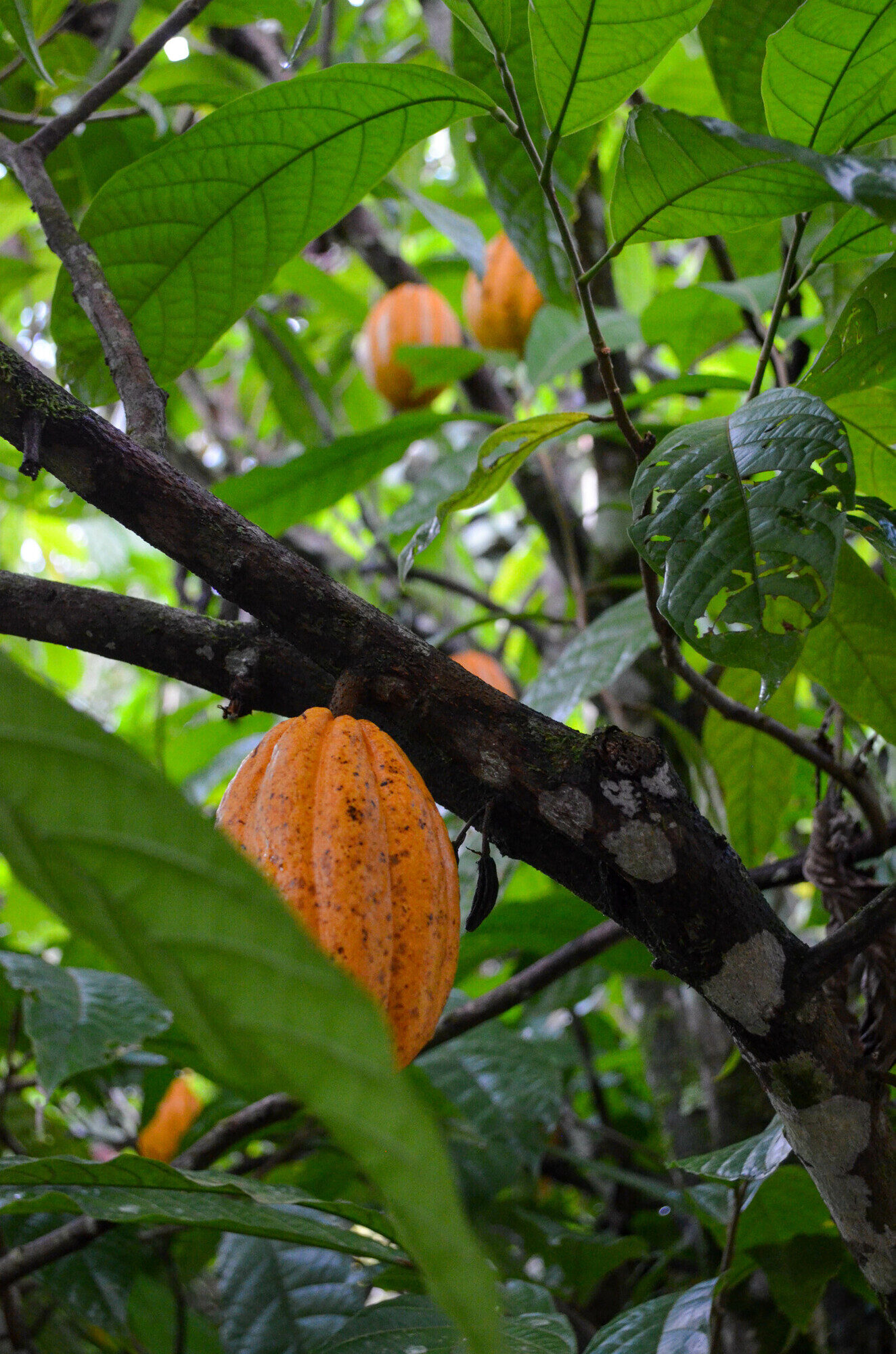 Ripe cacao pods