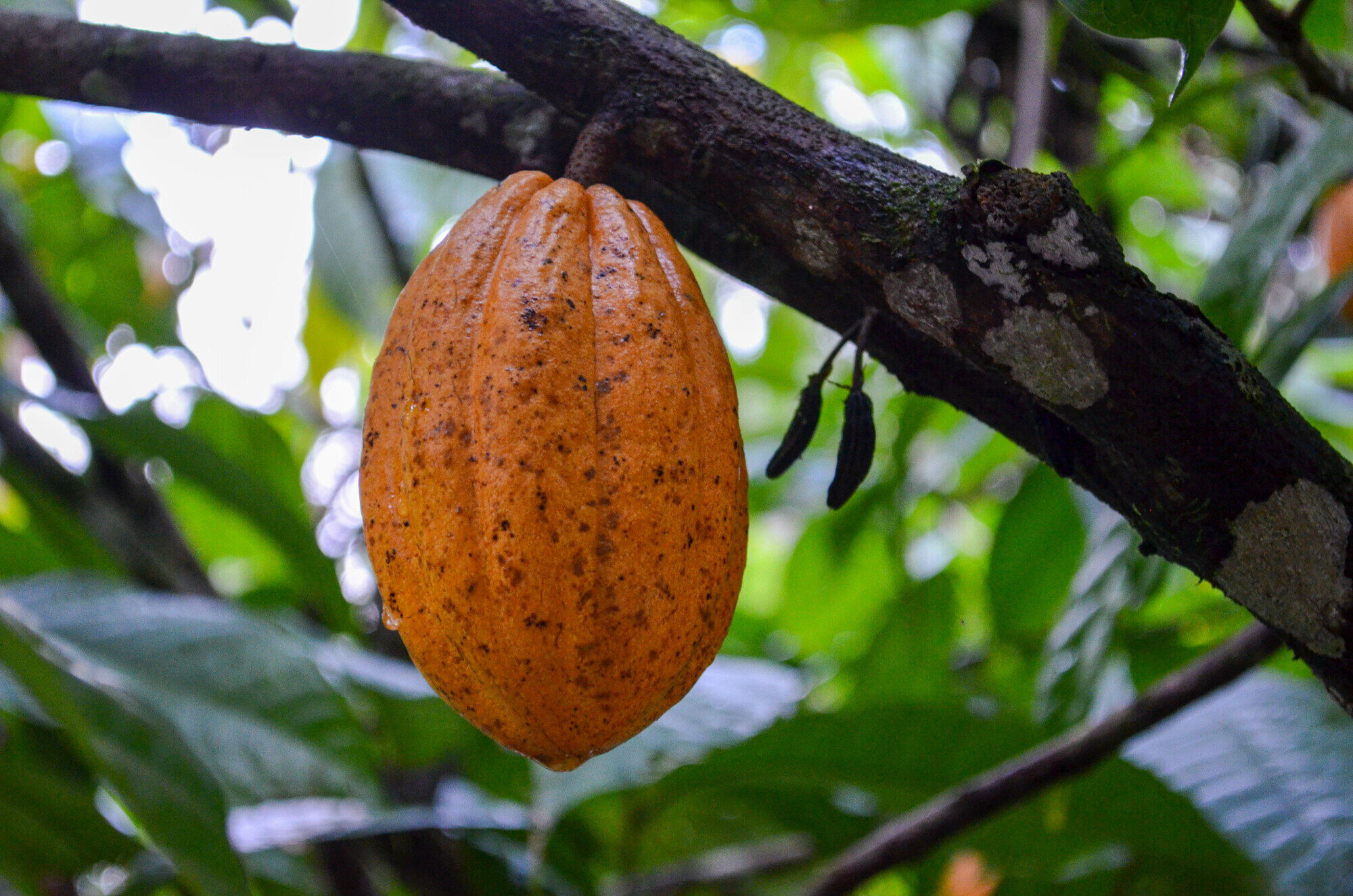 Cacao pods growing directly on trunk