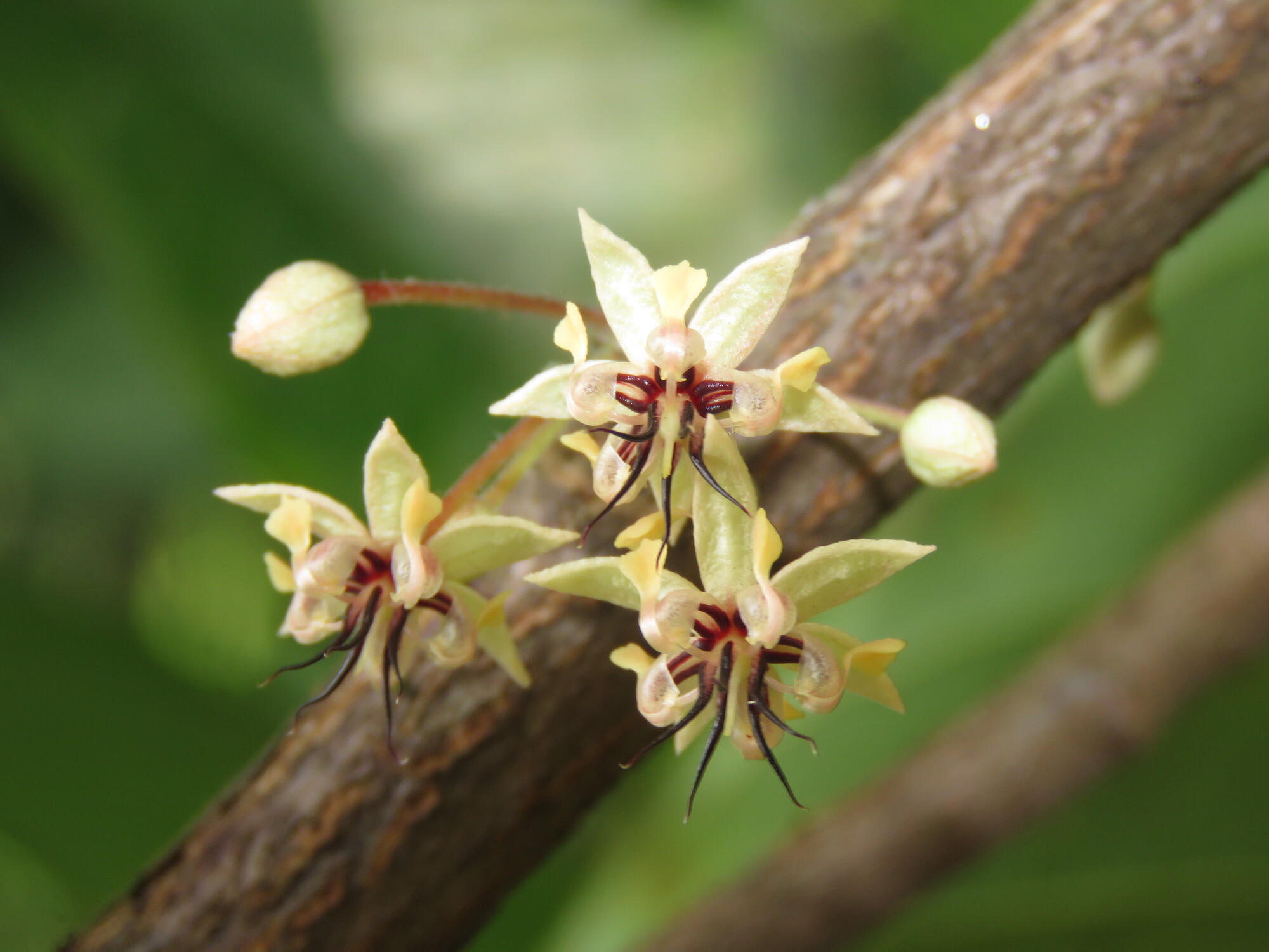 Multiple cacao flowers clustering on branch