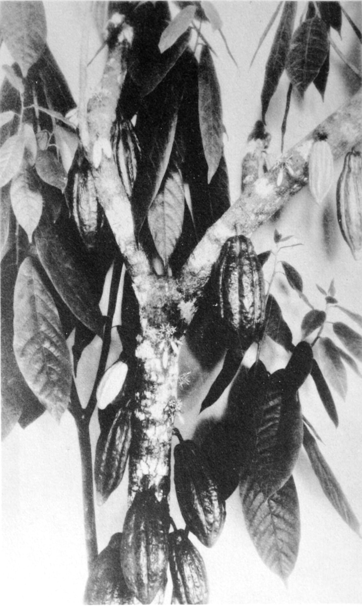 Historical illustration of cacao flowering stem