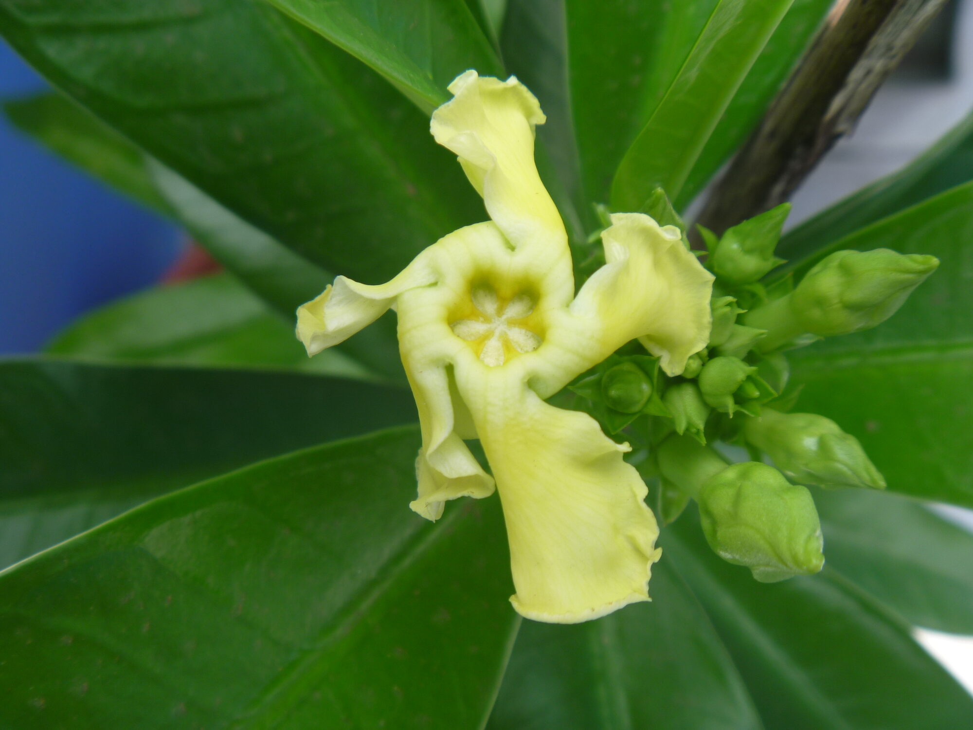 Fruiting branch of Thevetia ahouai