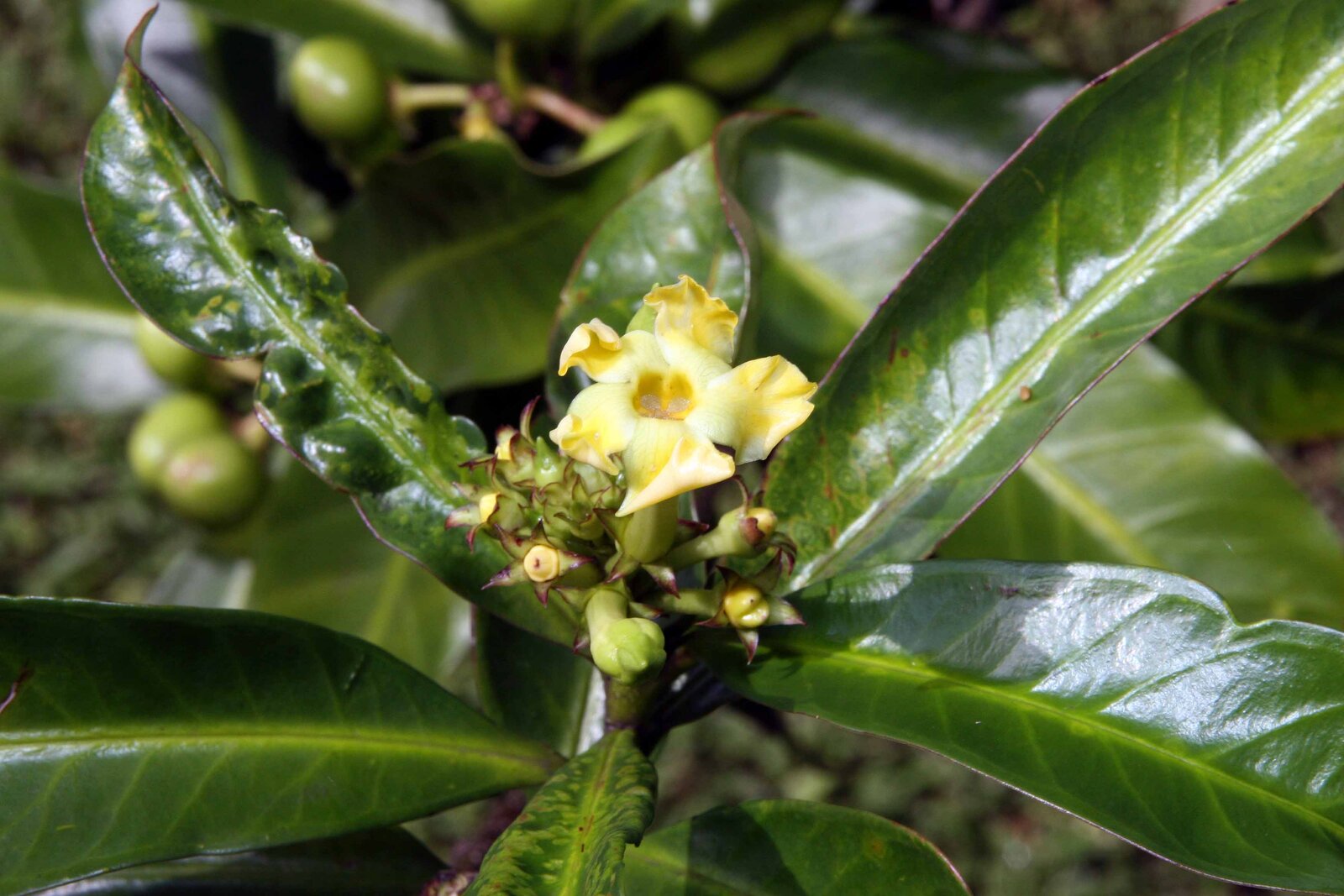 Yellow tubular flowers of Thevetia ahouai