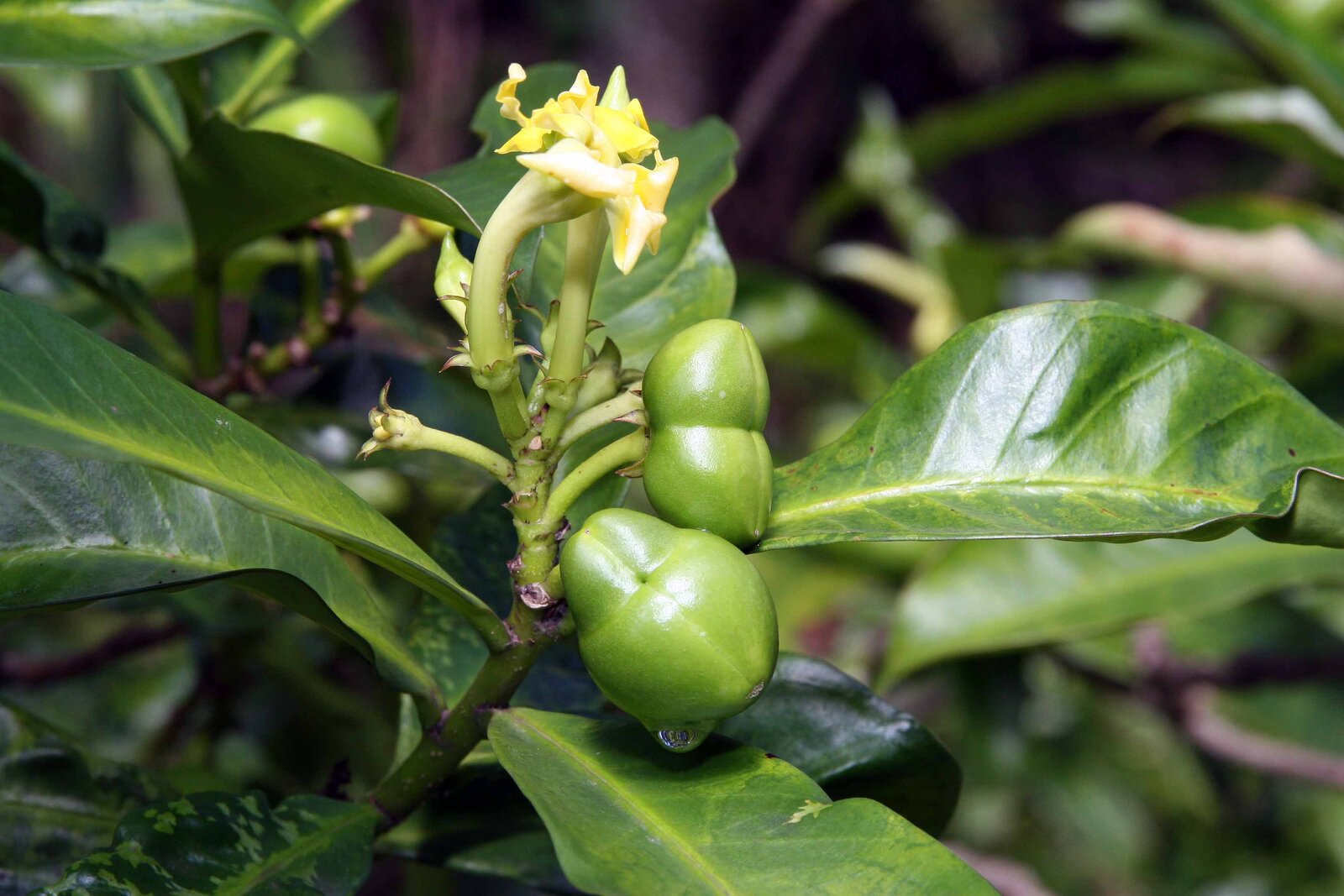 Flowers and paired green fruits of Thevetia ahouai
