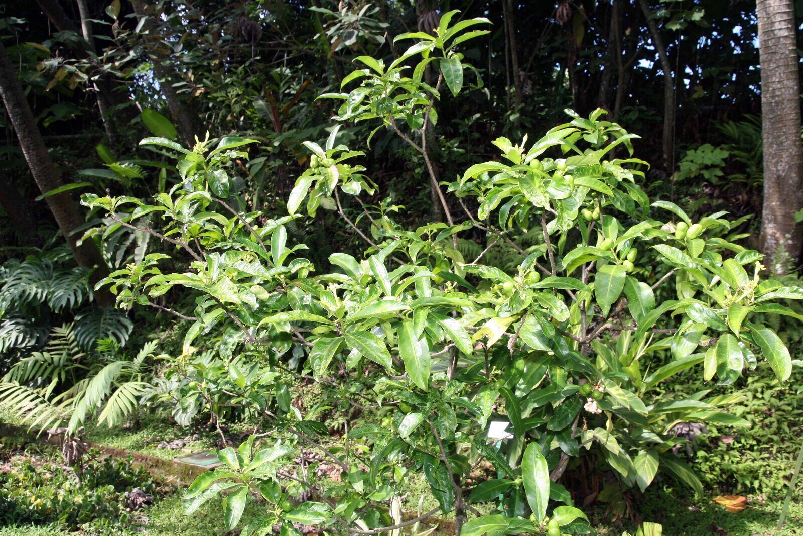 Thevetia ahouai shrub habit in botanical garden